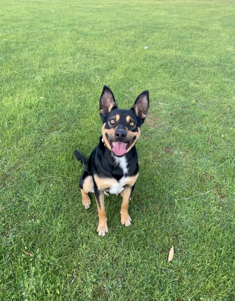 Pure Breed Beautiful Kelpie