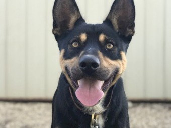 Pure Breed Beautiful Kelpie
