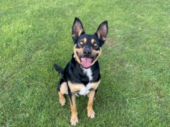 Pure Breed Beautiful Kelpie