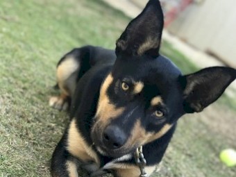 Pure Breed Beautiful Kelpie