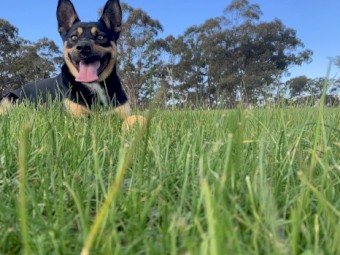 Pure Breed Beautiful Kelpie