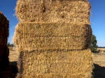 2021 8x4x3 Barley Straw Seconds