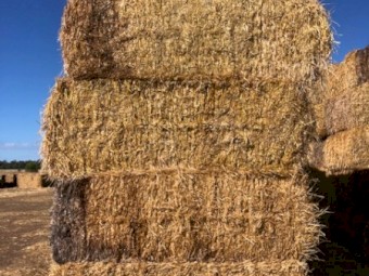 2021 8x4x3 Barley Straw Seconds