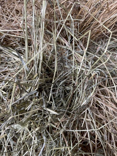 Small bales , Pasture Hay, horse quality, packs of 21