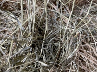 Small bales , Pasture Hay, horse quality, packs of 21
