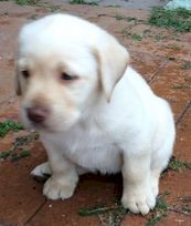 Labrador Puppies For Sale