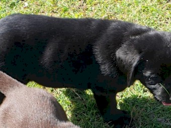 Labrador Puppies For Sale