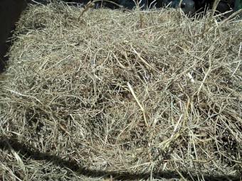 Pasture Haylage Bales