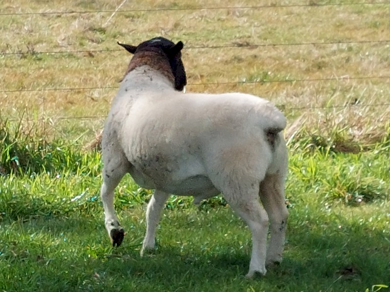 Dorper ram
