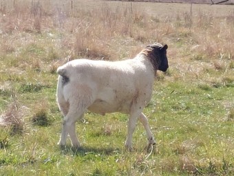 Dorper ram