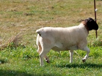 Dorper ram