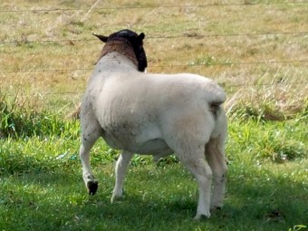 Dorper ram