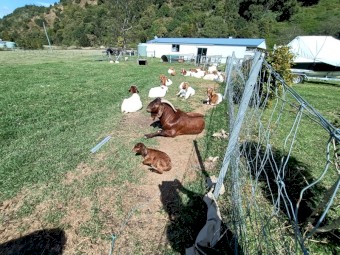 Commercial Boer Does