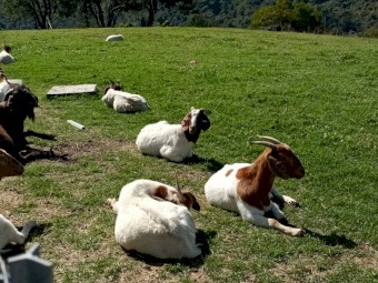 Commercial Boer Does