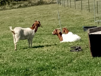 Commercial Boer Does