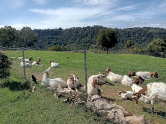 Commercial Boer Does