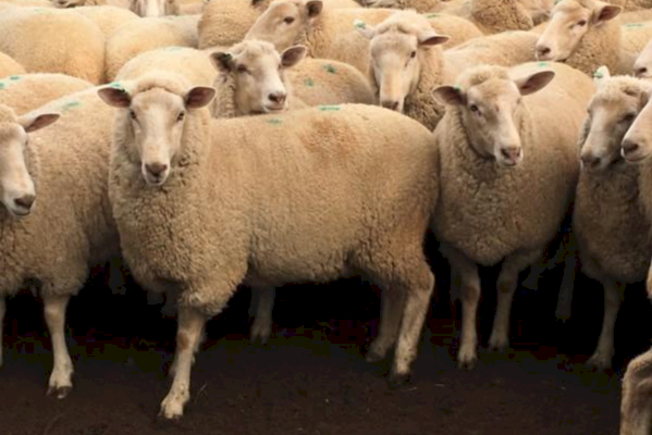 WANTED 200 First Cross Ewes