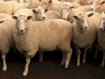 WANTED 200 First Cross Ewes