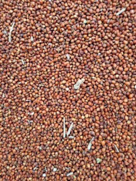 Sorghum grain whole and milled
