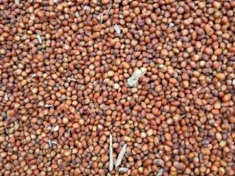 Sorghum grain whole and milled