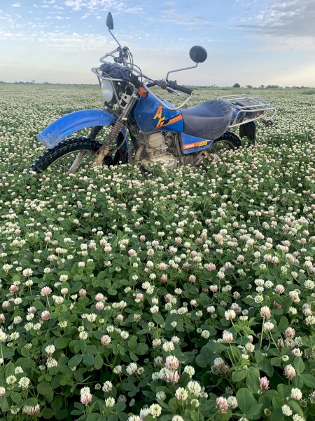 150 x Balansa Hay 450kg 5x4 Rolls