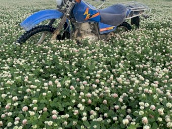 150 x Balansa Hay 450kg 5x4 Rolls