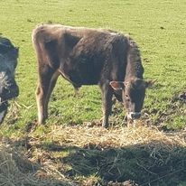 Young Jersey bull