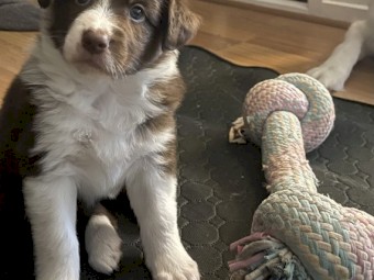 Two puppies Aussie Australian Shepherd One female puppy 