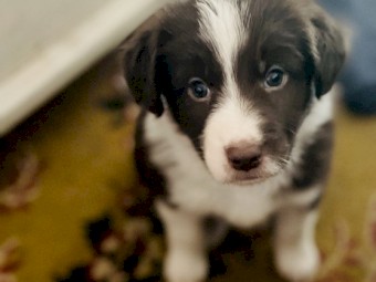 Two puppies Aussie Australian Shepherd One female puppy 