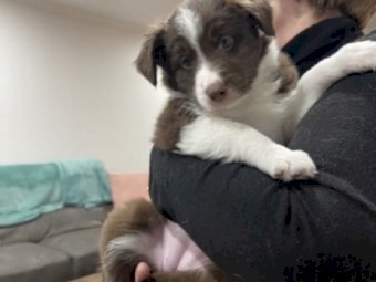 Two puppies Aussie Australian Shepherd One female puppy 