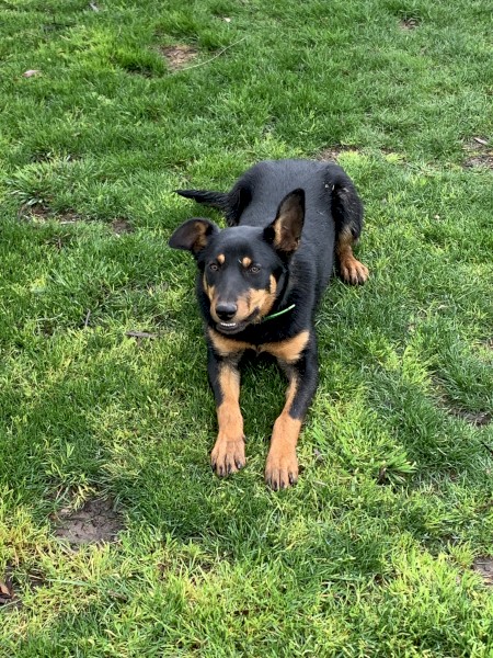 Pure working kelpie female