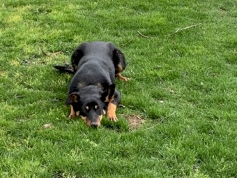 Pure working kelpie female