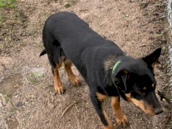 Pure working kelpie female