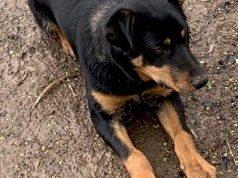 Pure working kelpie female