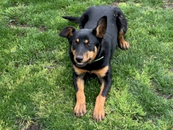 Pure working kelpie female