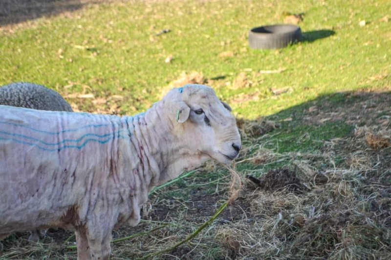 Corriedale Rams  x 3