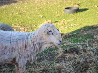 Corriedale Rams  x 3