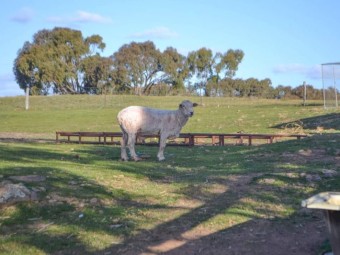 Corriedale Rams  x 3