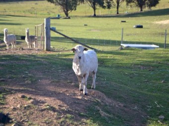 Corriedale Rams  x 3