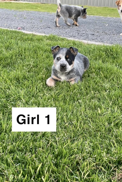 Female blue heeler pups