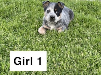 Female blue heeler pups