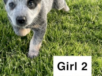 Female blue heeler pups