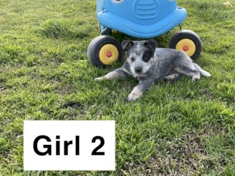 Female blue heeler pups