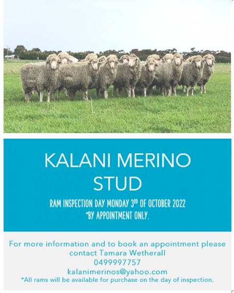 Kalani Ram sale inspection day 3rd of October 
