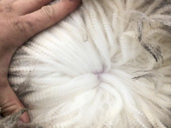 Kalani Ram sale inspection day 3rd of October 