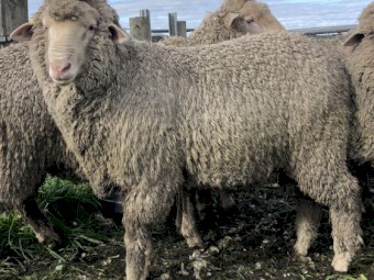 Kalani Ram sale inspection day 3rd of October 