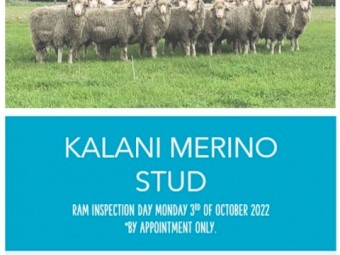 Kalani Ram sale inspection day 3rd of October 