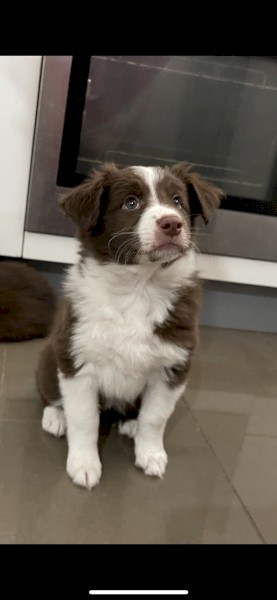 Two puppies Aussie Australian Shepherd One female puppy 