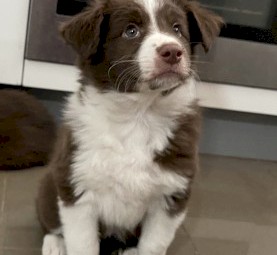 Two puppies Aussie Australian Shepherd One female puppy 