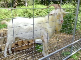 Saanen Buck for sale